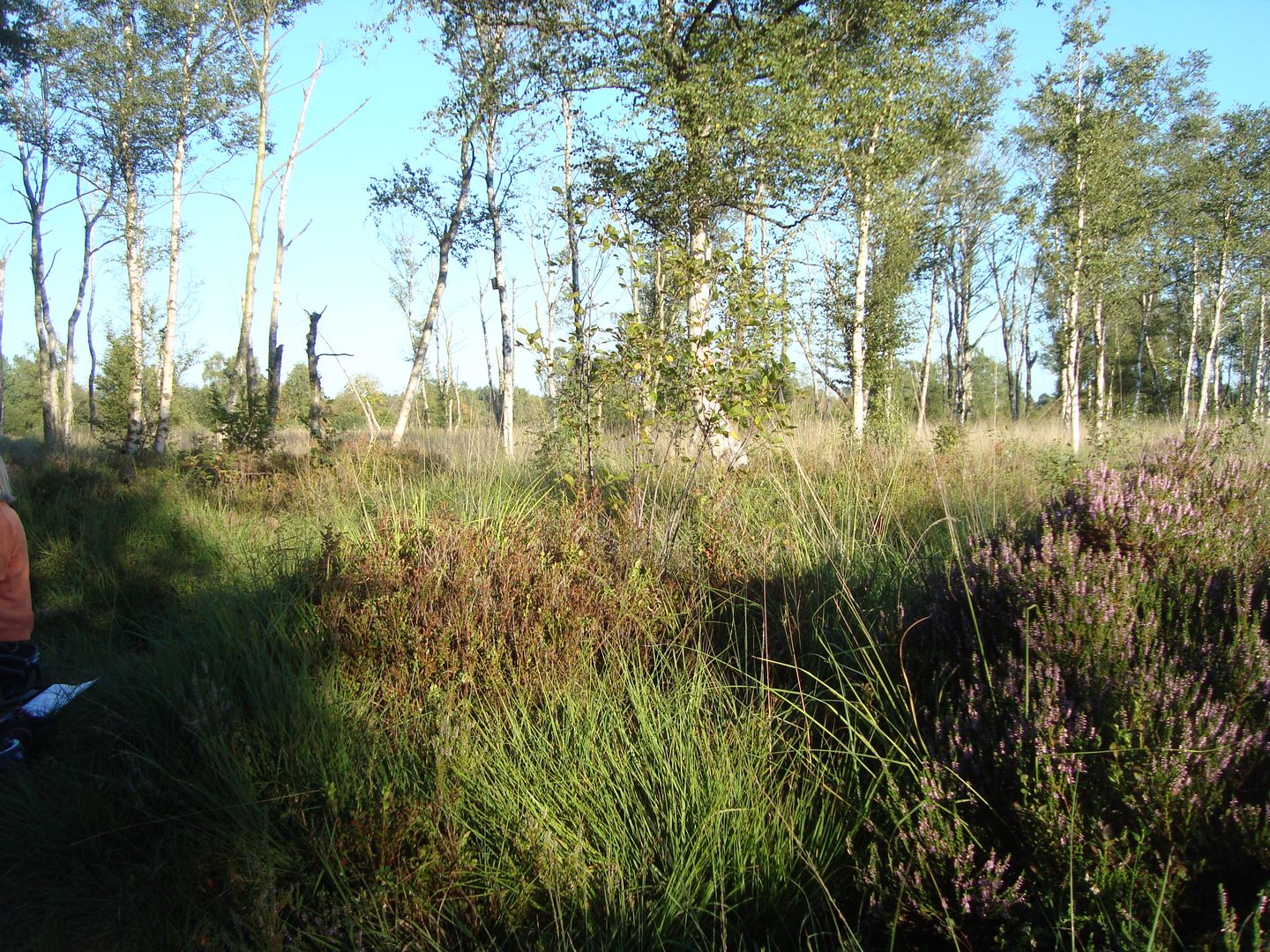 Blühende Glockenheide und durch Wiedervernässung teilweise absterbende Birken